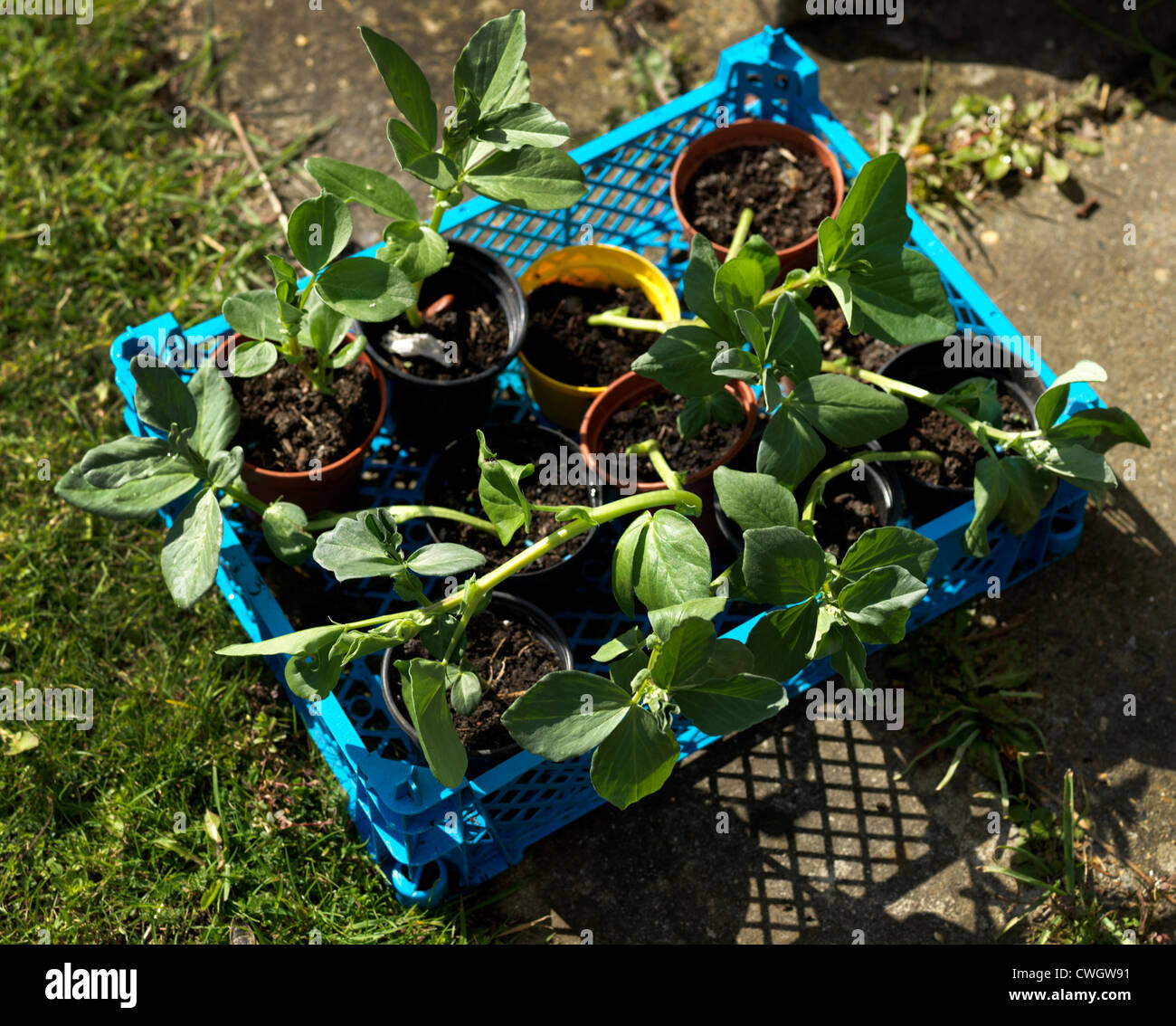 Broad Beans Growing in a recycled Mushroom Box Stock Photo