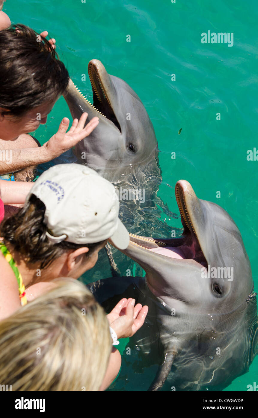 Dolphin park encounter in Buena Vista UNESCO Biosphere Reserve, Buena Vista Bay, Cayo Santa Maria, Cuba. Stock Photo