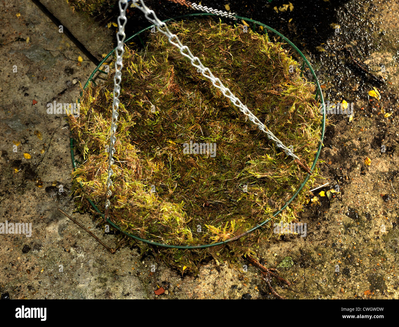 Moss filled wire basket hanging baskets Stock Photo Alamy