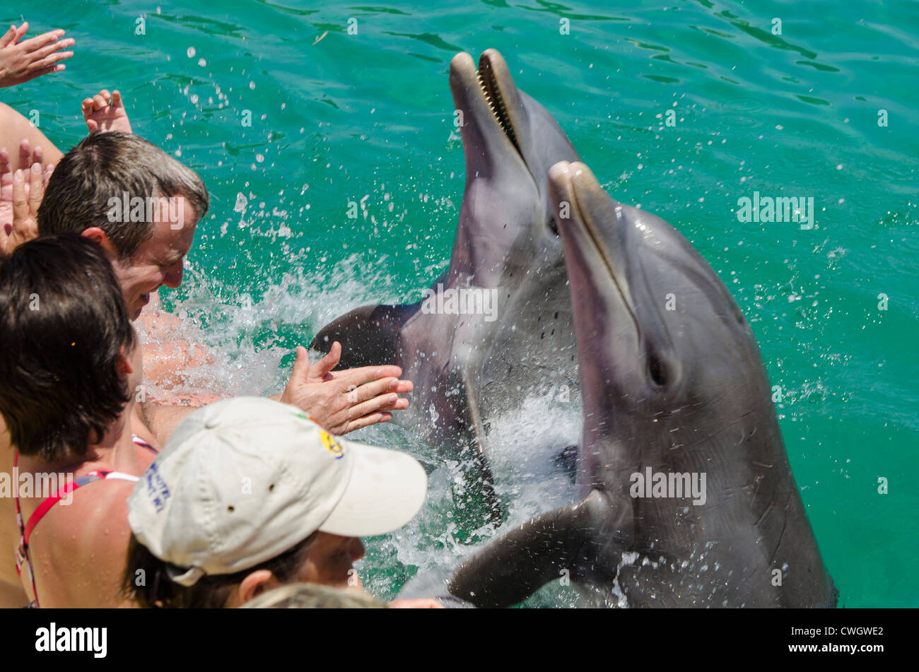 Dolphin park encounter in Buena Vista UNESCO Biosphere Reserve, Buena Vista Bay, Cayo Santa Maria, Cuba. Stock Photo