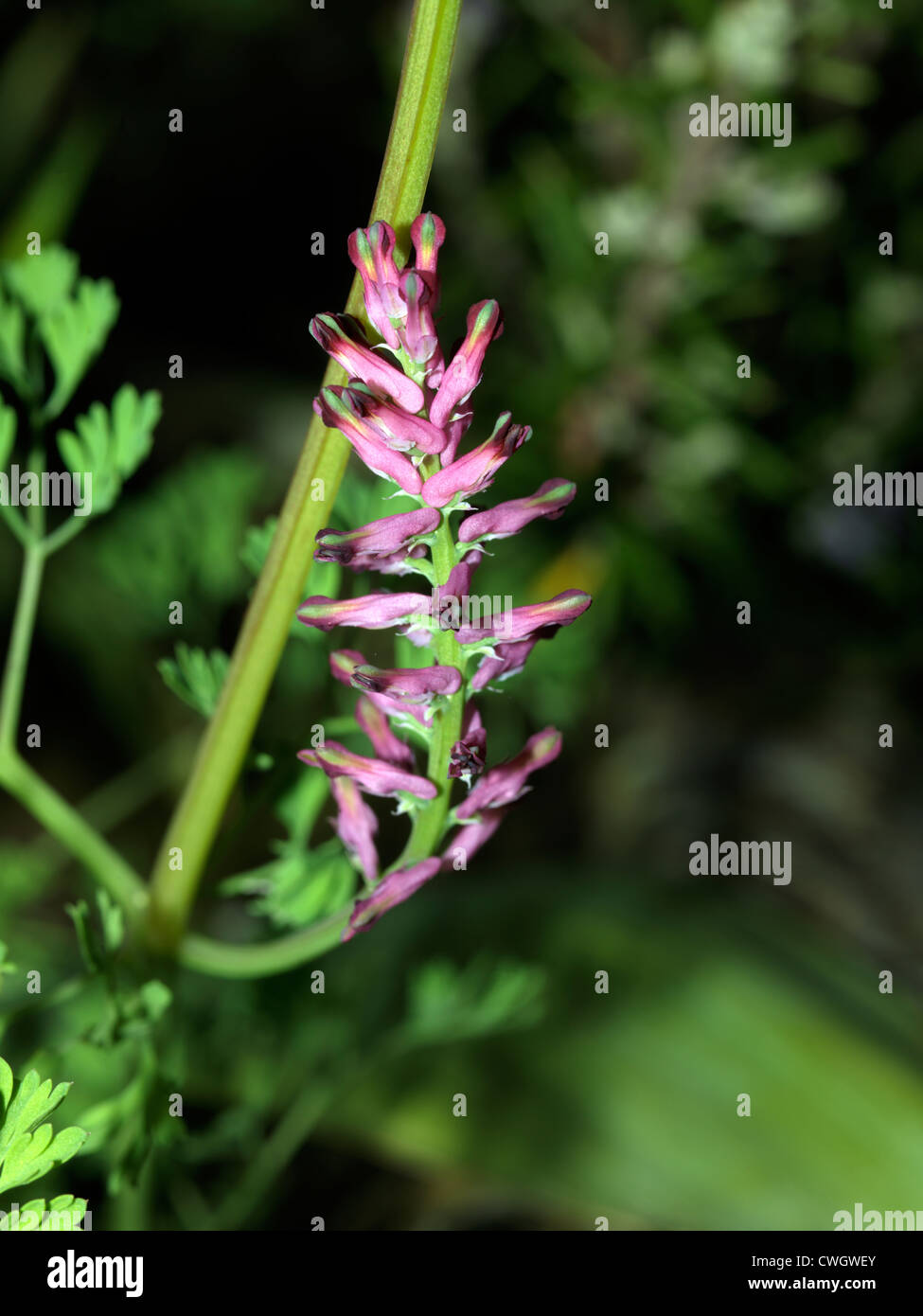 Fumaria officinalis (Common Fumitory or Earth smoke - Wild Flower) Surrey Stock Photo