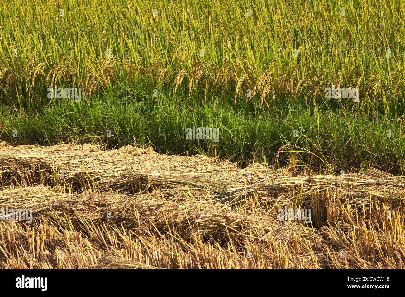 The fertile valley surrounding KENGTUNG or KYAINGTONG is used to grow RICE - MYANMAR Stock Photo