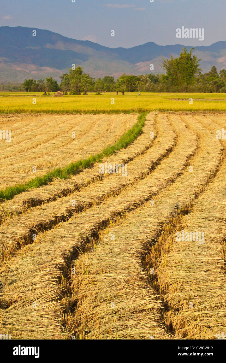 The fertile valley surrounding KENGTUNG or KYAINGTONG is used to grow RICE - MYANMAR Stock Photo