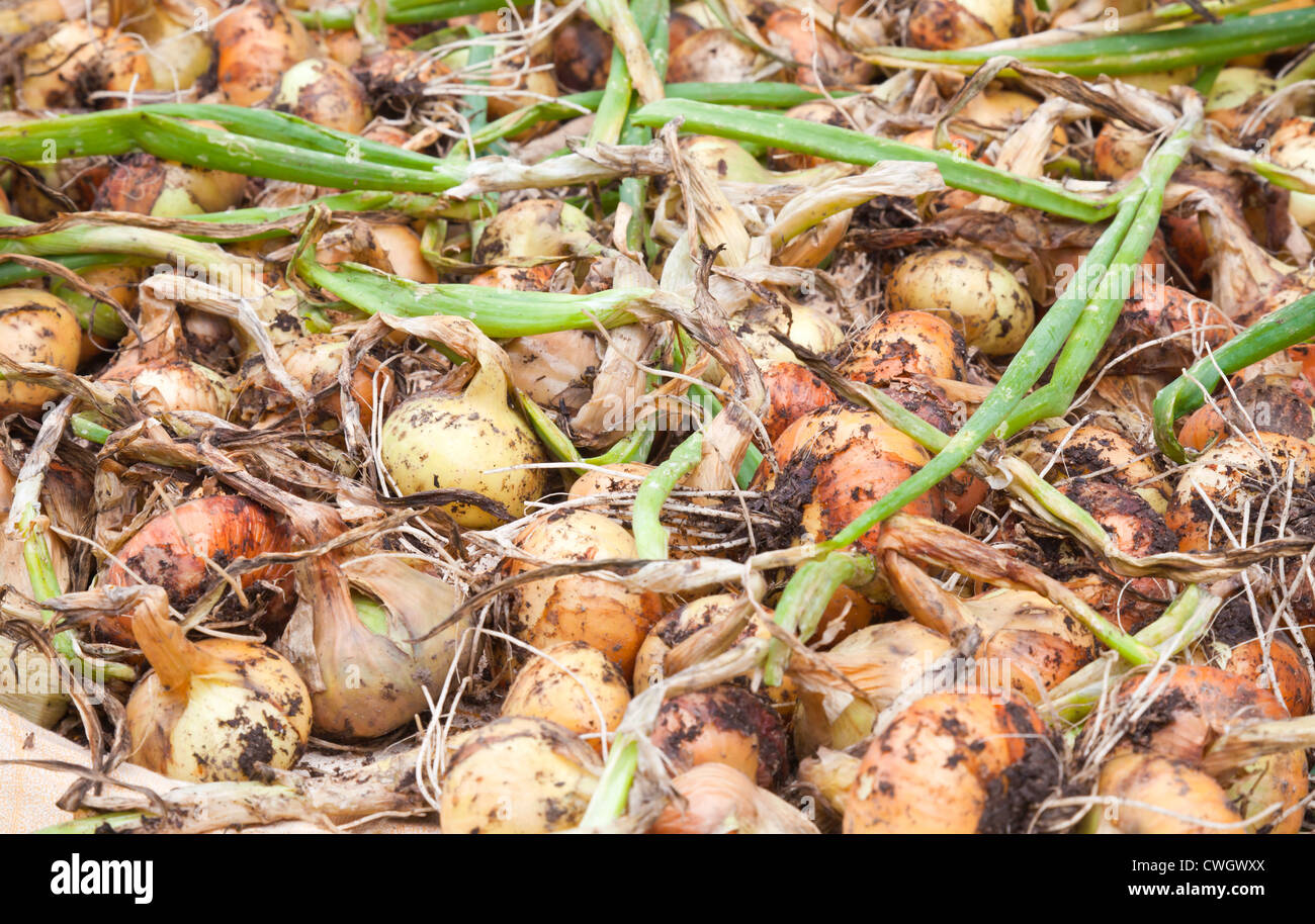 Pile onion hi-res stock photography and images - Alamy