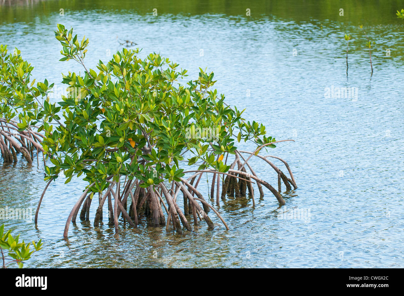 Red mangrove forest in Buena Vista UNESCO Biosphere Reserve, Buena Vista Bay, Cayo Santa Maria, Cuba. Stock Photo