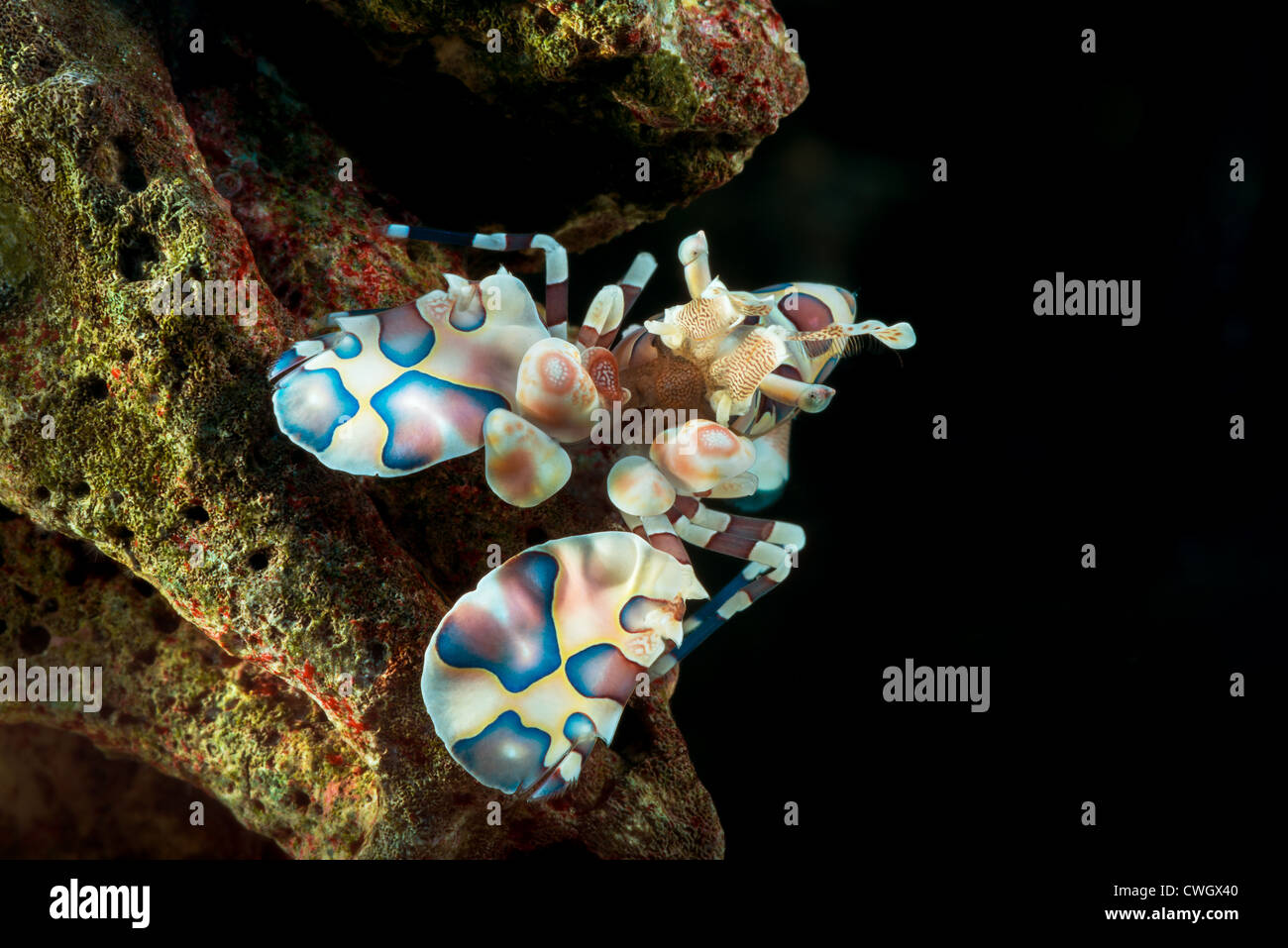 portrait Harlequin Shrimp Hymenocera elegans close up closeup makro macro harlequin-shrimp harlekin reef eats starfish living al Stock Photo