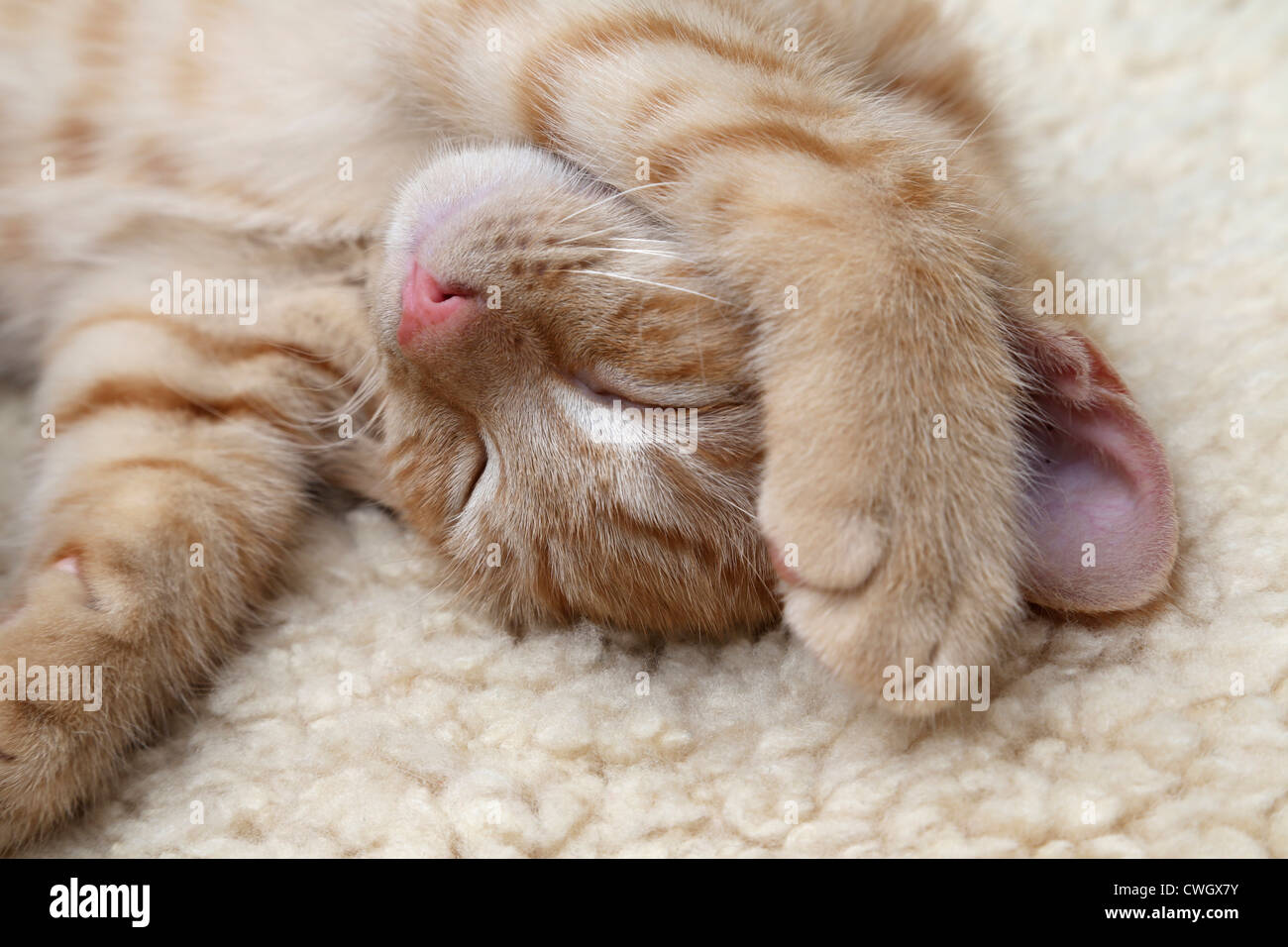 Ginger Kitten Sleeping With Front Paws Out Stretched Above his Head