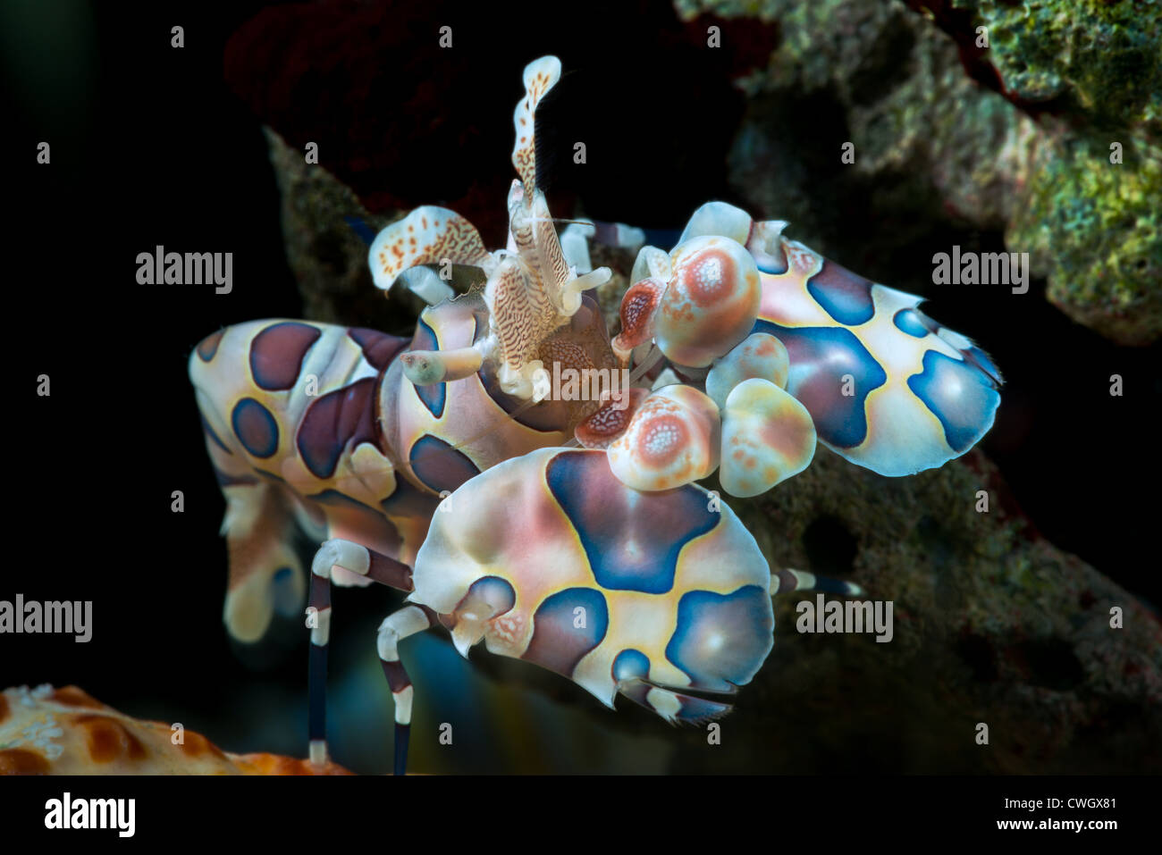 portrait Harlequin Shrimp Hymenocera elegans close up closeup makro macro harlequin-shrimp harlekin reef eats starfish living al Stock Photo