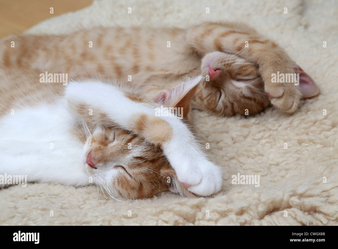 Two Ginger Kittens Sleeping Together In Identical Positions Stock Photo