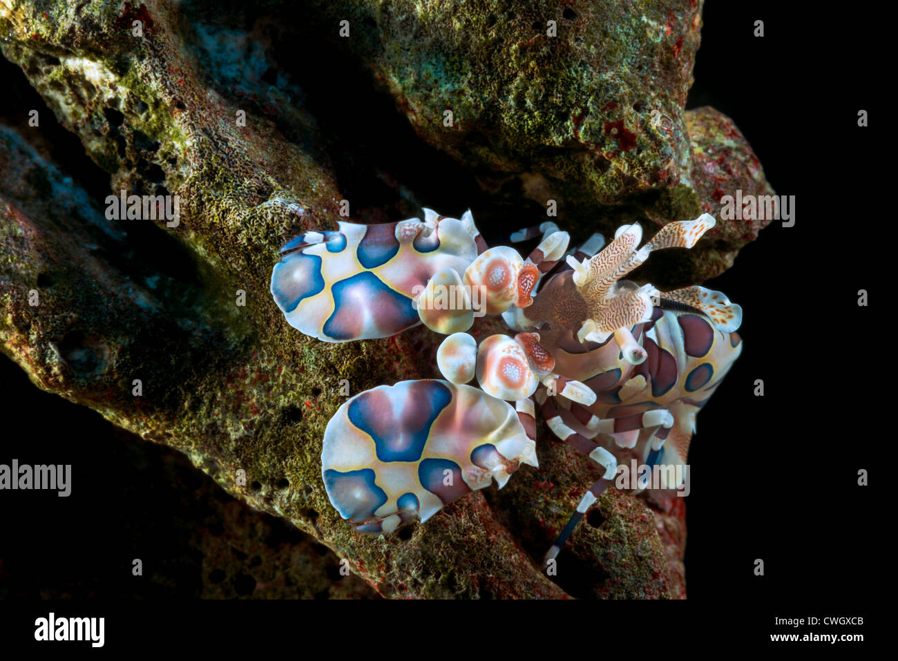 portrait Harlequin Shrimp Hymenocera elegans close up closeup makro macro harlequin-shrimp harlekin reef eats starfish living al Stock Photo