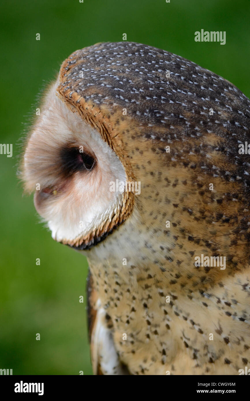 Close up of Barn Owl Stock Photo