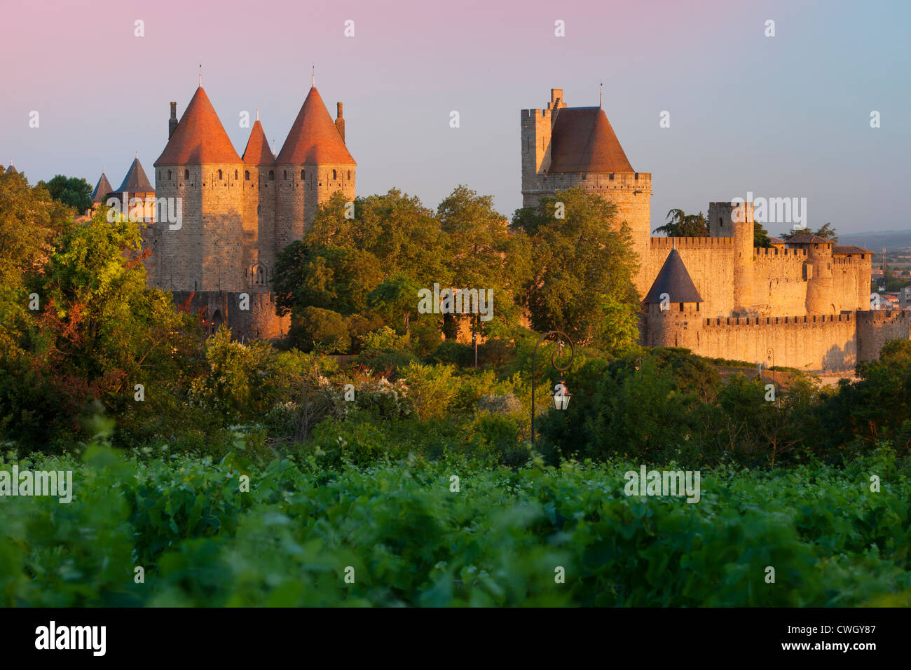 Dawn in a vineyard overlooking la Cite Carcassonne, Languedoc-Roussillon, France Stock Photo