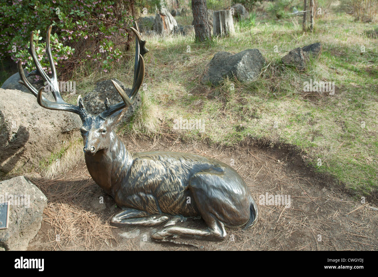 Sculptures of Mule Deer, High Desert Museum,Bend,Oregon Stock Photo