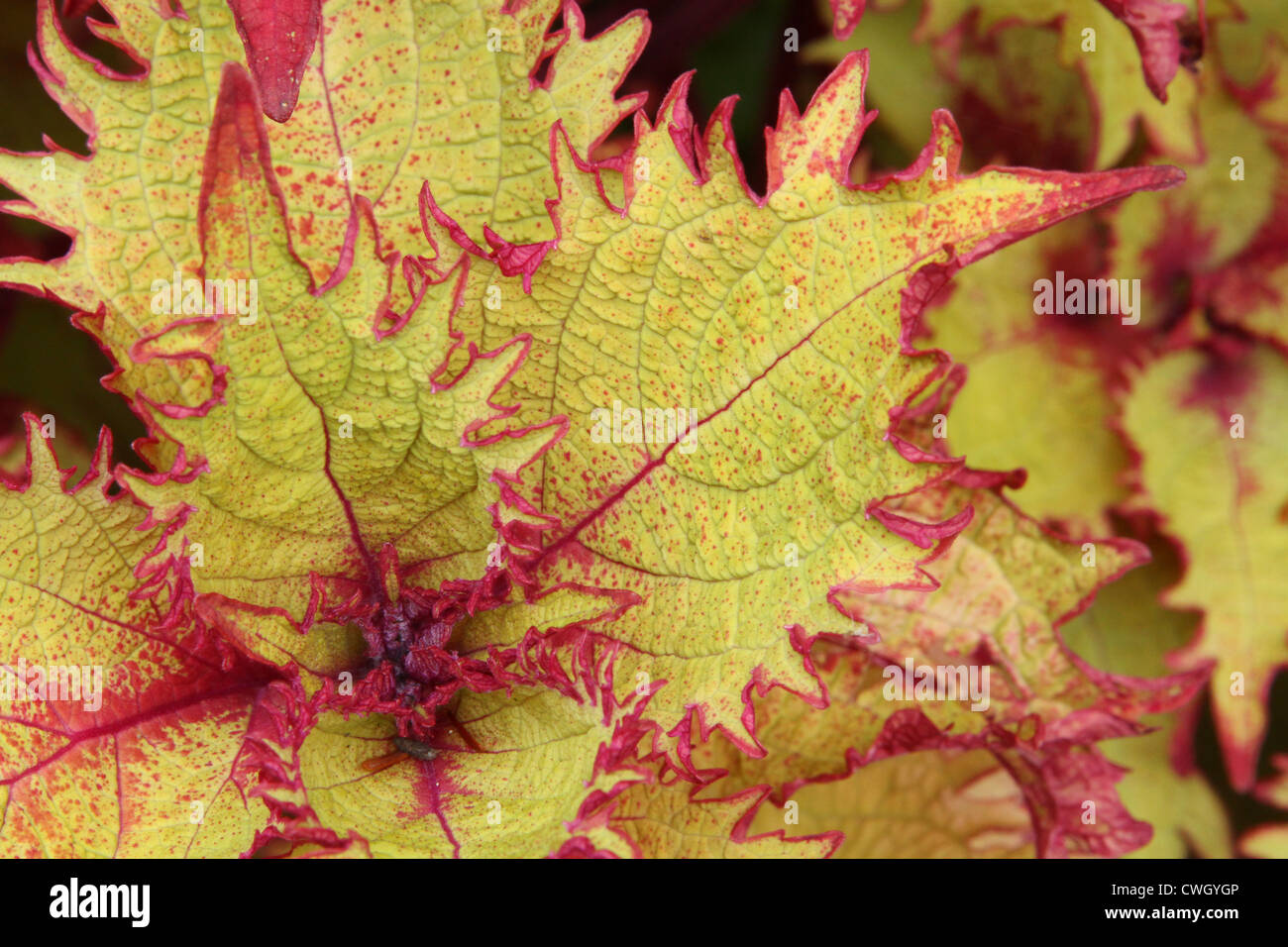 Coleus Henna. Focus in plant core. Near leaves are out of focus Stock