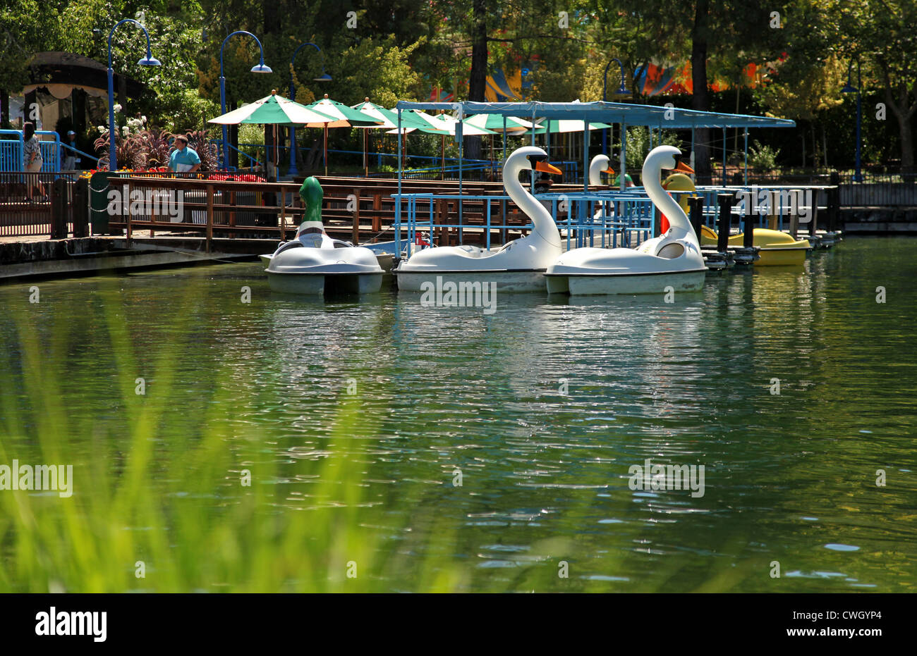 Swan Paddle Boat Stock Photos &amp; Swan Paddle Boat Stock ...