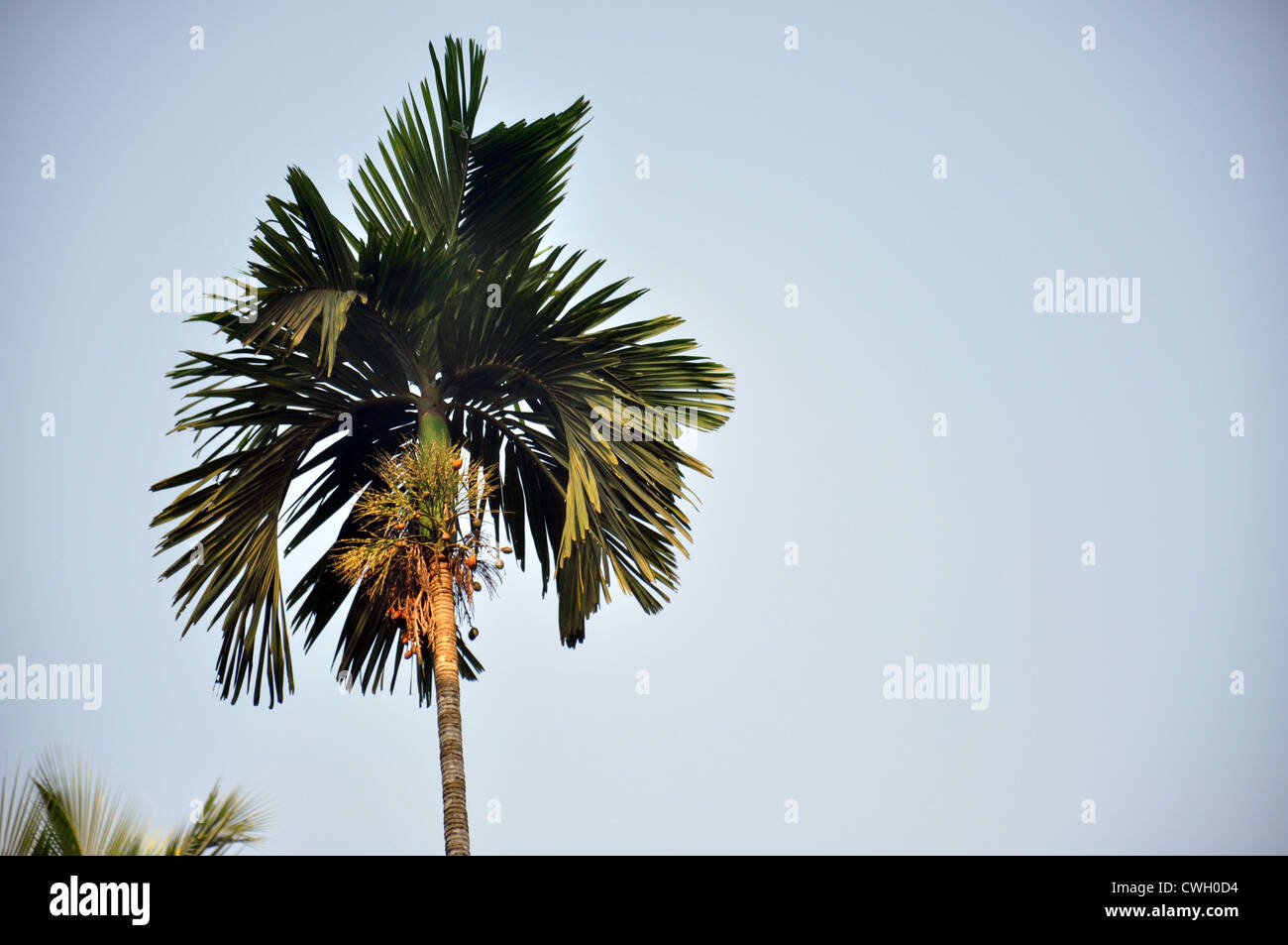 A arecanut (palm) tree. Stock Photo