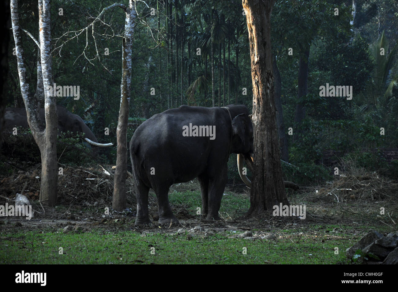 Wild Elephants in Forest Stock Photo