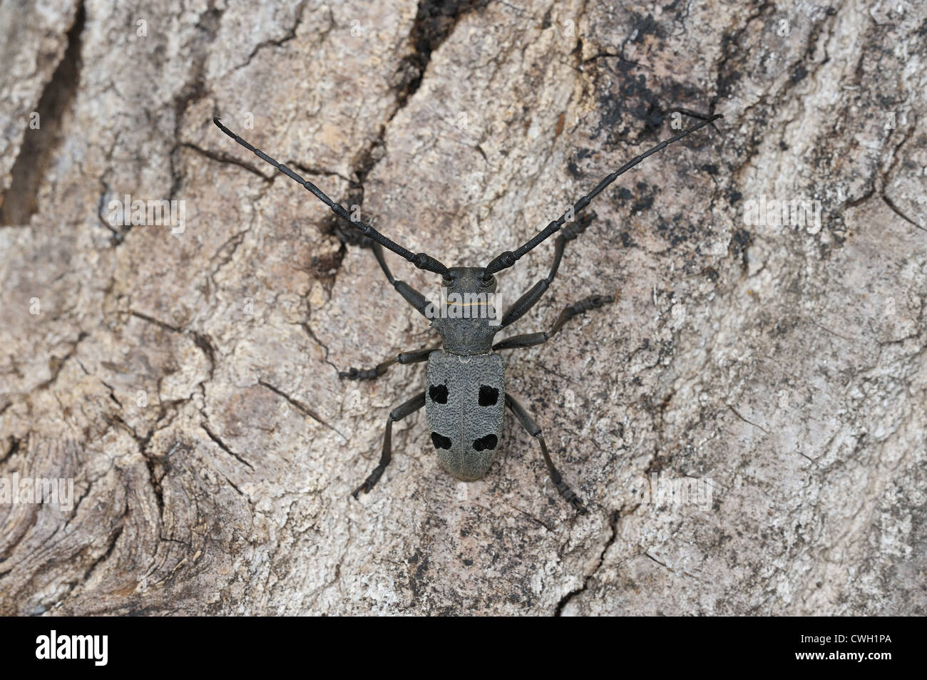 Buhack Insect Bug bugs hi-res stock photography and images - Alamy