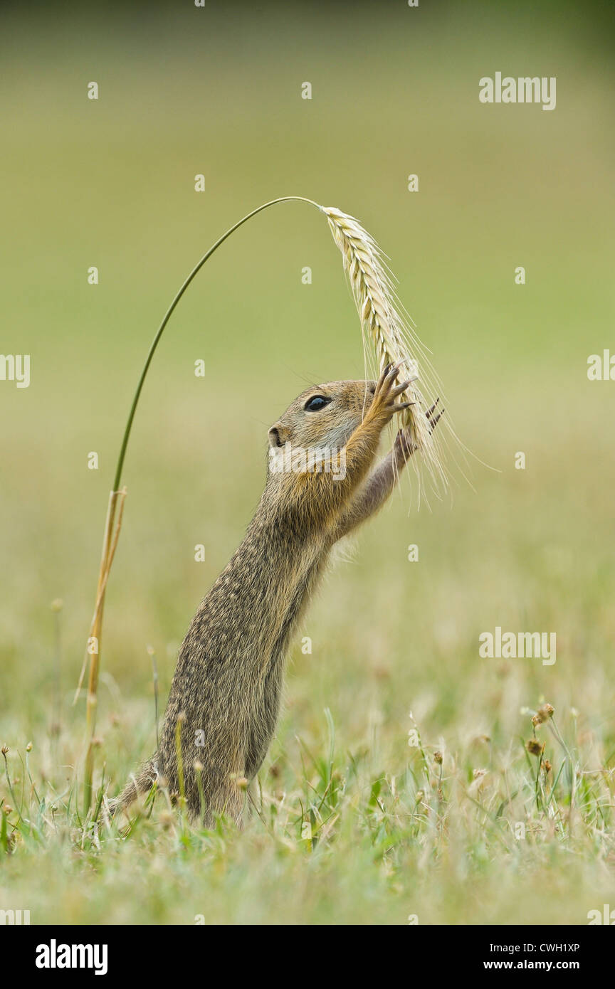 Gopher eating plant hires stock photography and images Alamy