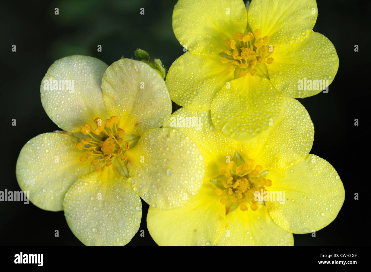 Flowers of Shrubby Cinquefoil (Potentilla fruticosa) Stock Photo