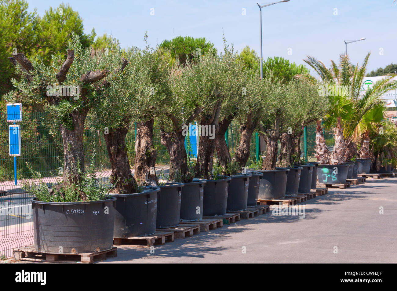 Pot grown trees hi-res stock photography and images - Alamy