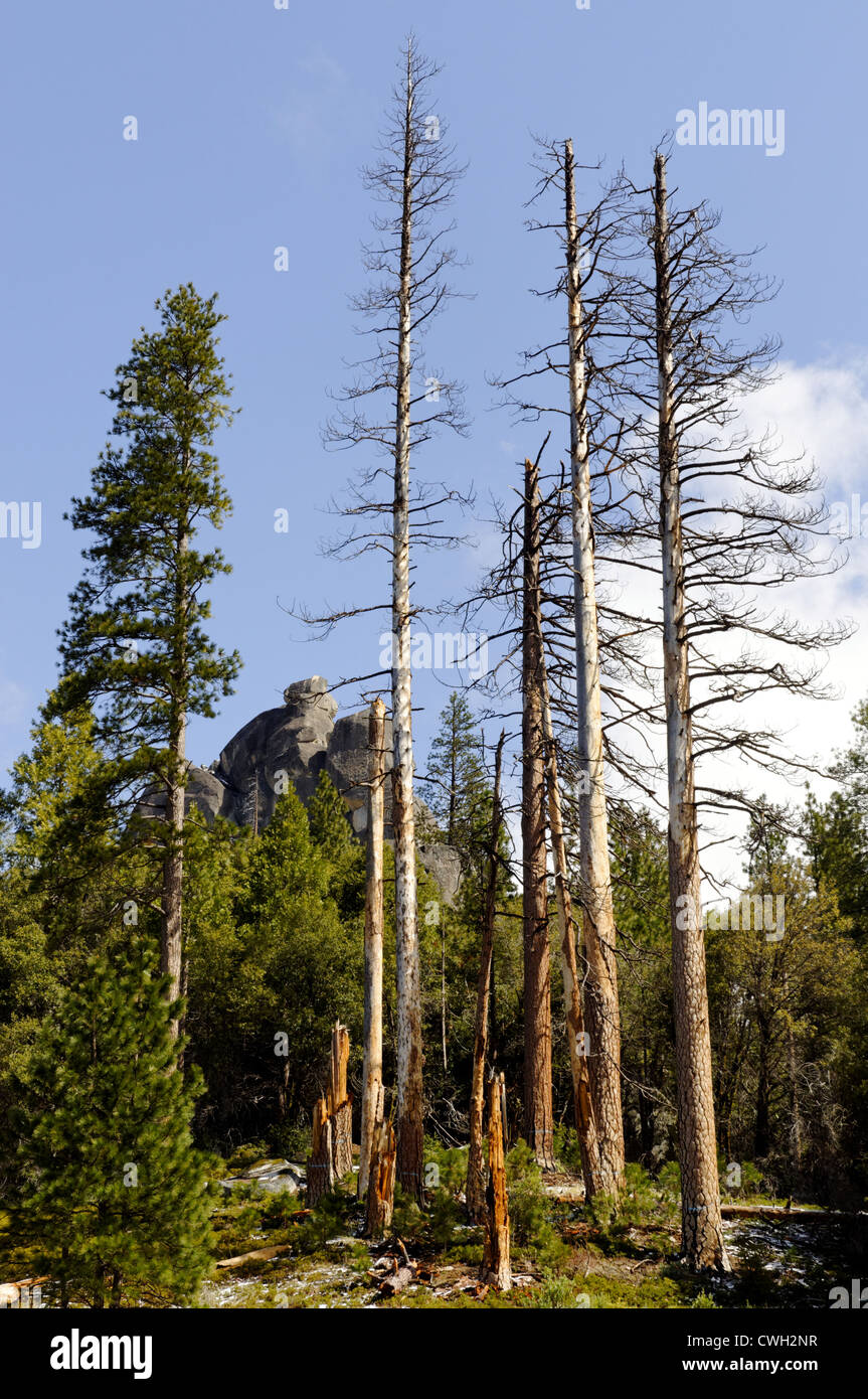 Dead Trees Sierra Nevada Mountains, California, USA Stock Photo Alamy