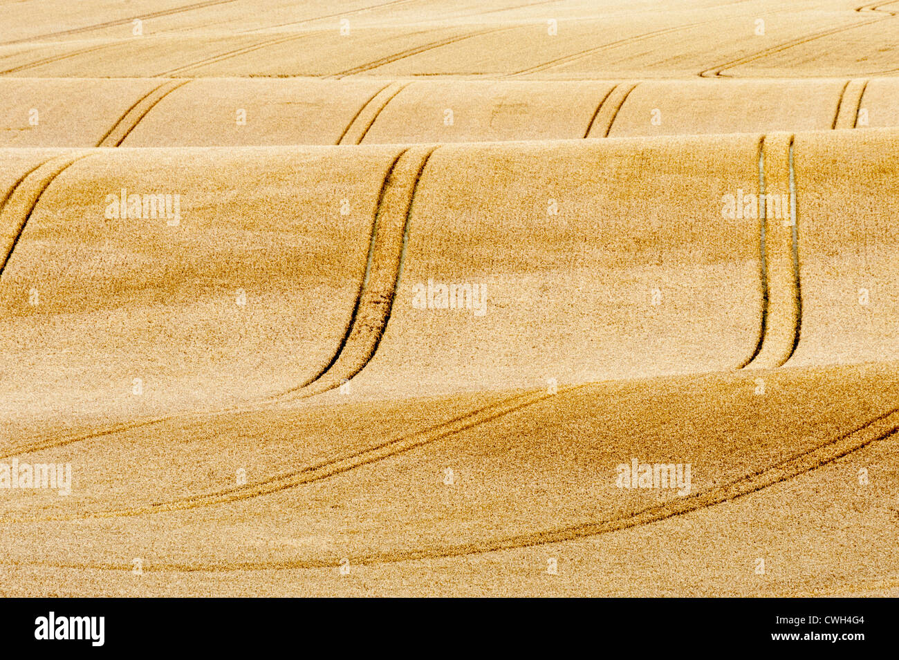 Rolling countryside in the UK with golden wheat just before harvest, showing tramlines for agricultural machinery Stock Photo