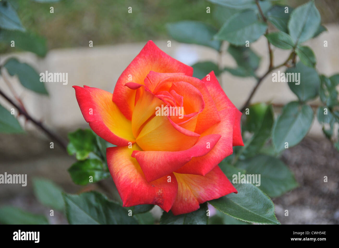 A red rose coming into bloom Stock Photo Alamy