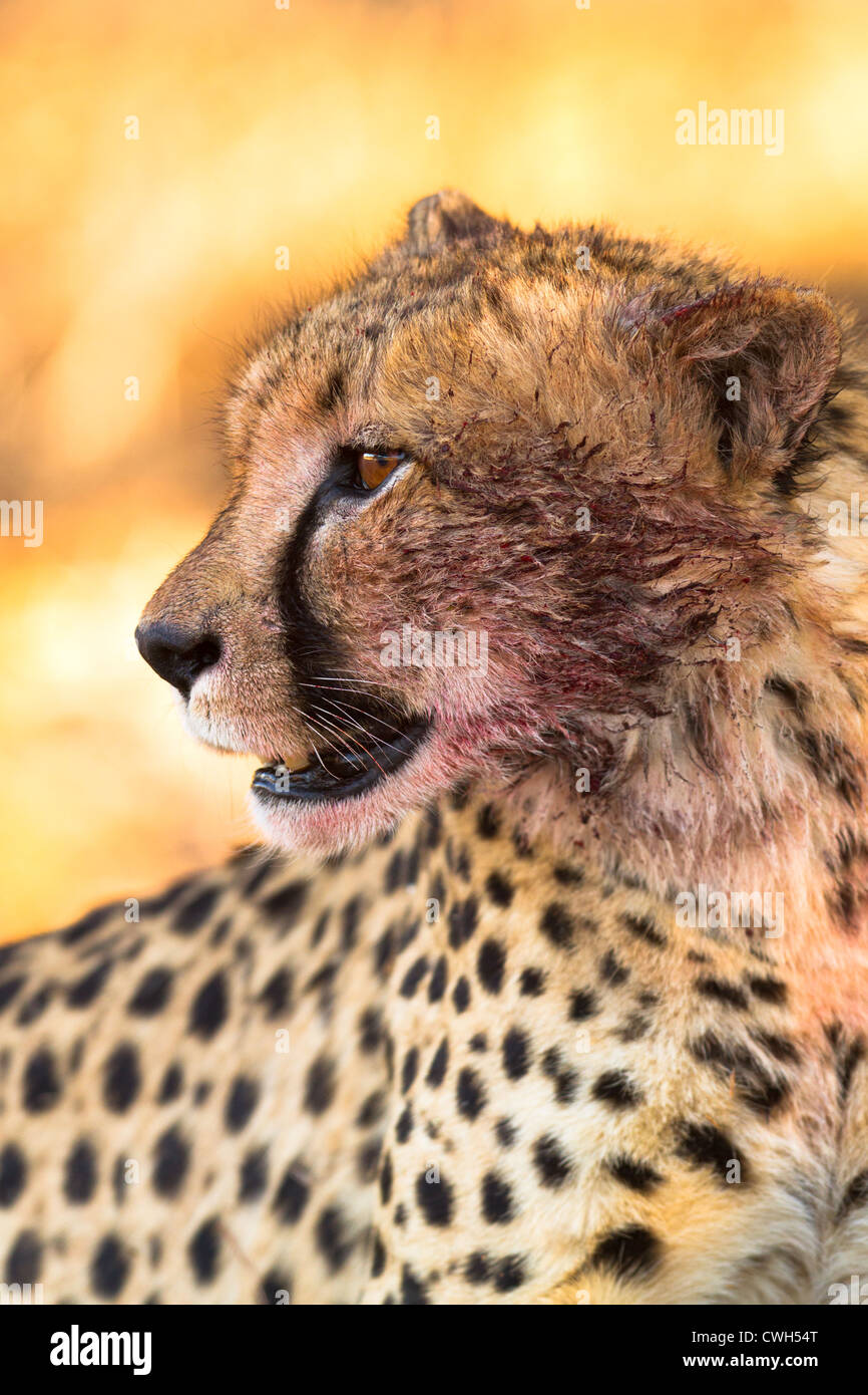 Portrait of a cheetah post-meal, resting near the kill, scanning the horizon. Stock Photo