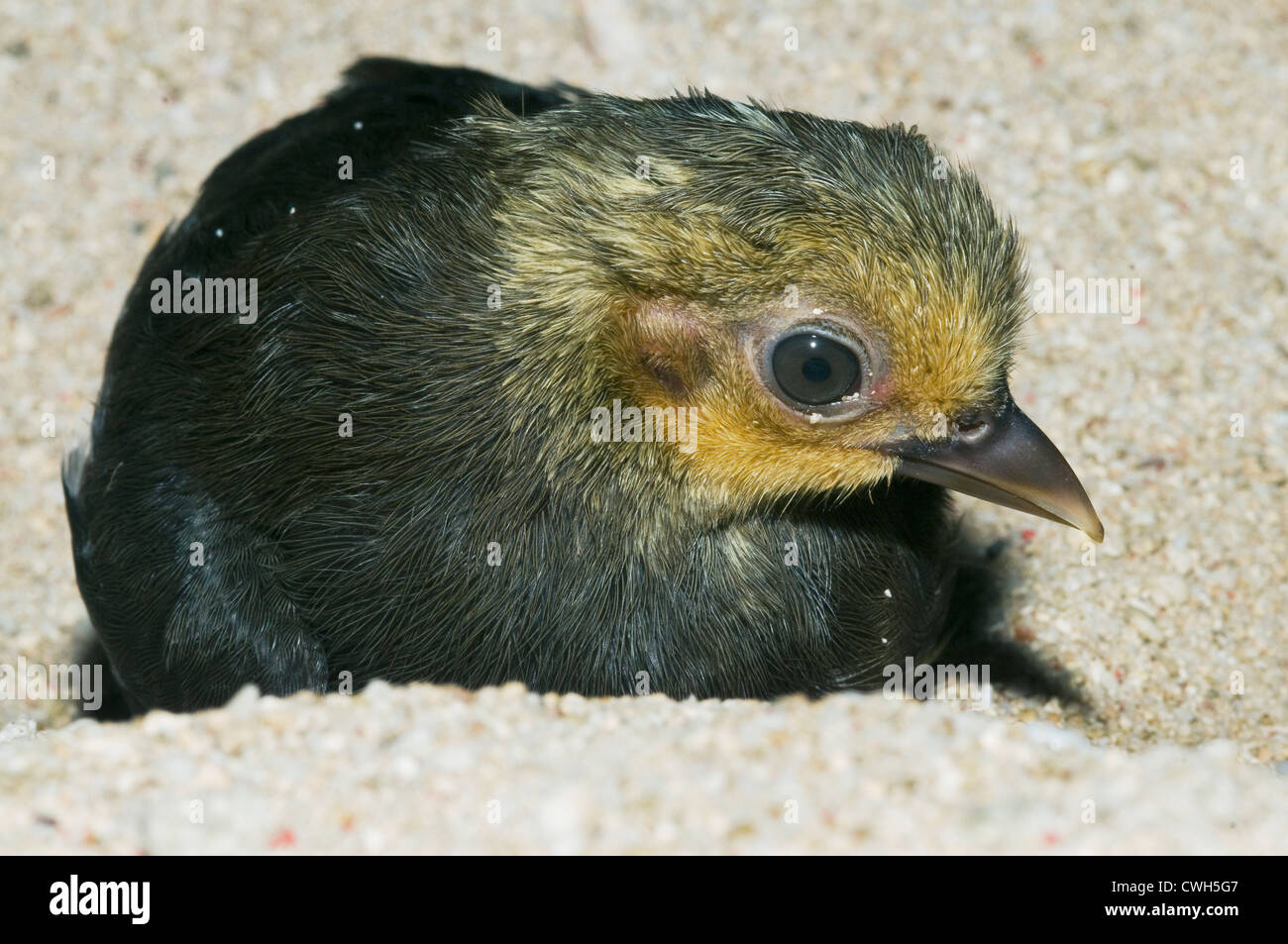 Maleo (Macrocephalon maleo) Megapode bird endemic to Sulawesi, Indonesia, Chick just emerged from sand, able to fly, ENDANGERED Stock Photo