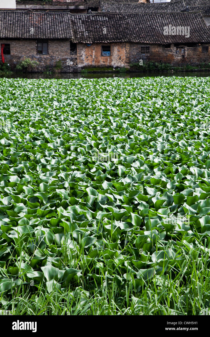 lotus flowers in china Stock Photo Alamy
