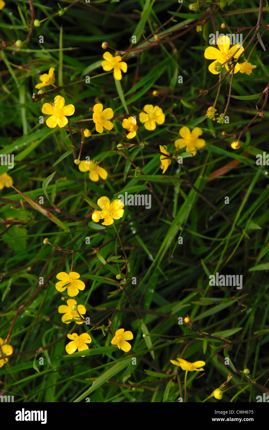 A yellow wild flower, lesser spearwort UK Stock Photo