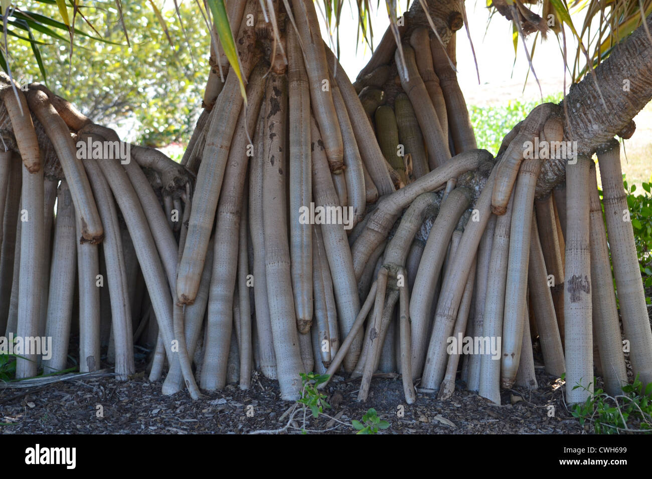 Lauhala Roots Stock Photo