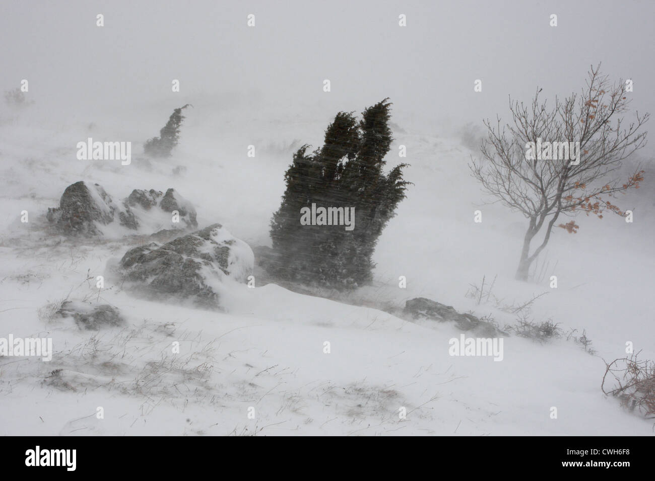 winter storm in Central Balkan National Park,Stara planina Mountain, Bulgaria Stock Photo