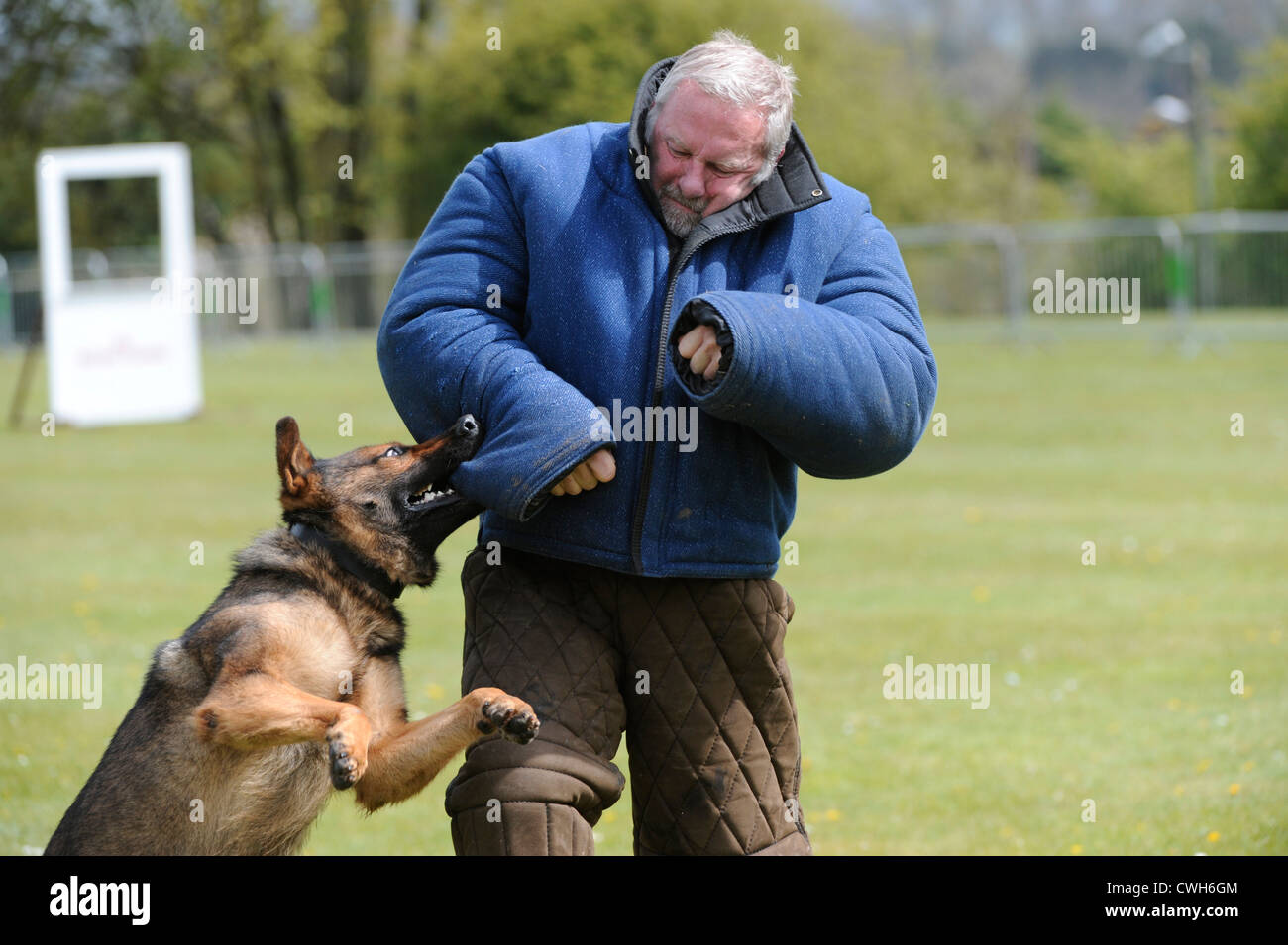 A Police Dog competing in the National Police Dog Trials 2012 hosted by