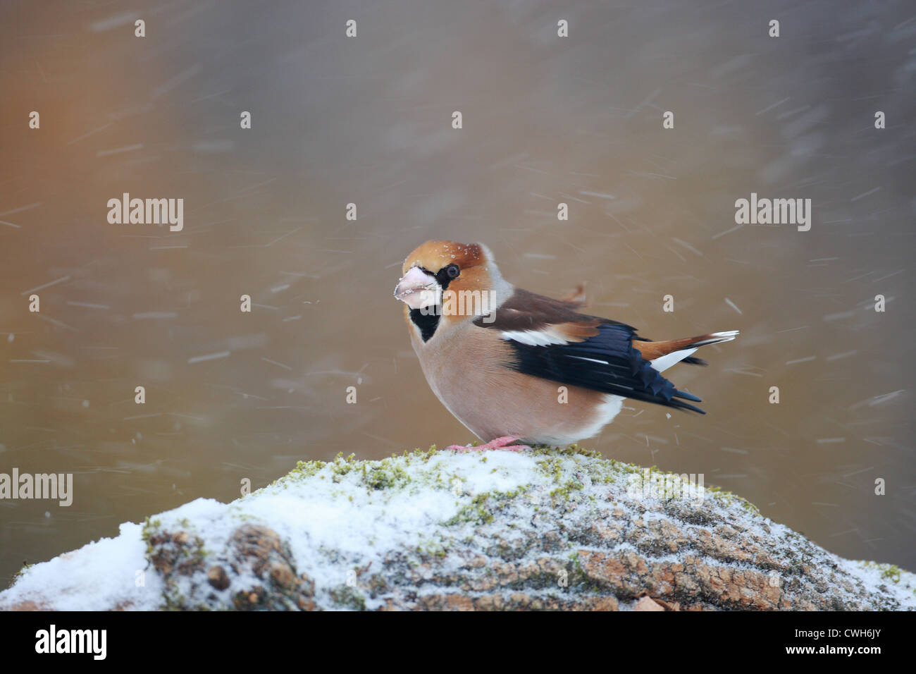 Hawfinch /Coccothraustes coccothraustes/ Stock Photo