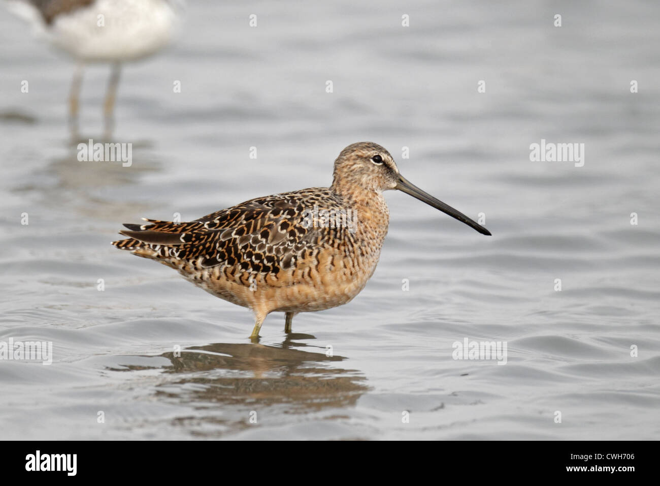 Long-billed Dowitcher, (Limnodromus scolopaceus), breeding adult in tidal waters, Mai Po Nature Reserve, Hong Kong April 2012 Stock Photo