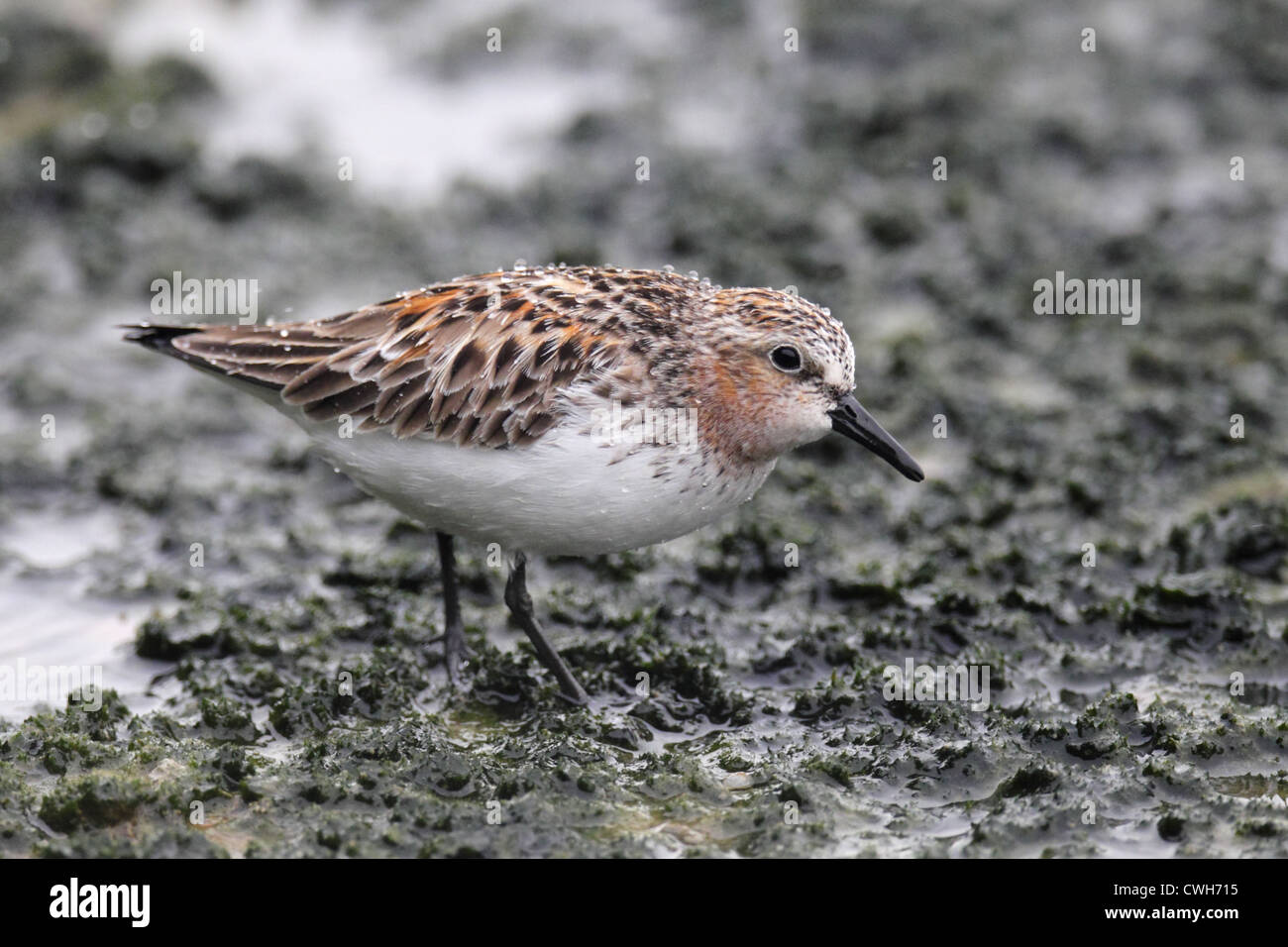 Red-necked Stint, Calidris ruficollis, adult on mossy mudflat, Mai Po Nature Reserve, Hong Kong April 2012 Stock Photo