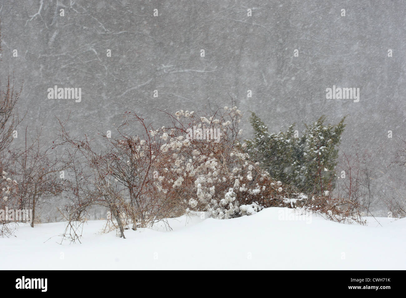 Winter storm, Central Balkan National Park, Bulgaria Stock Photo
