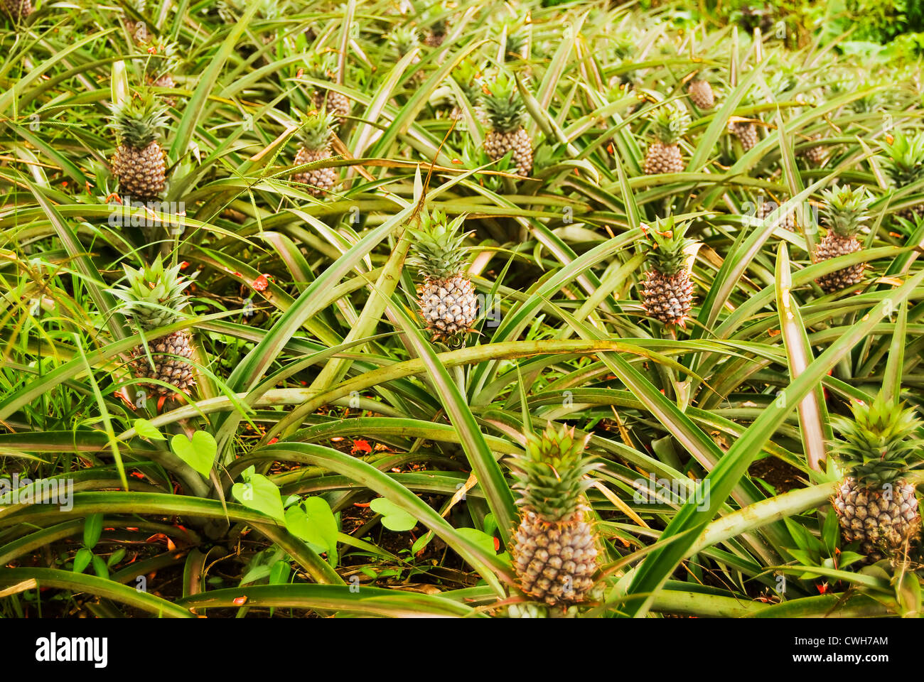 Pineapple plantation in the cool rolling hills of Tagaytay, Philippines