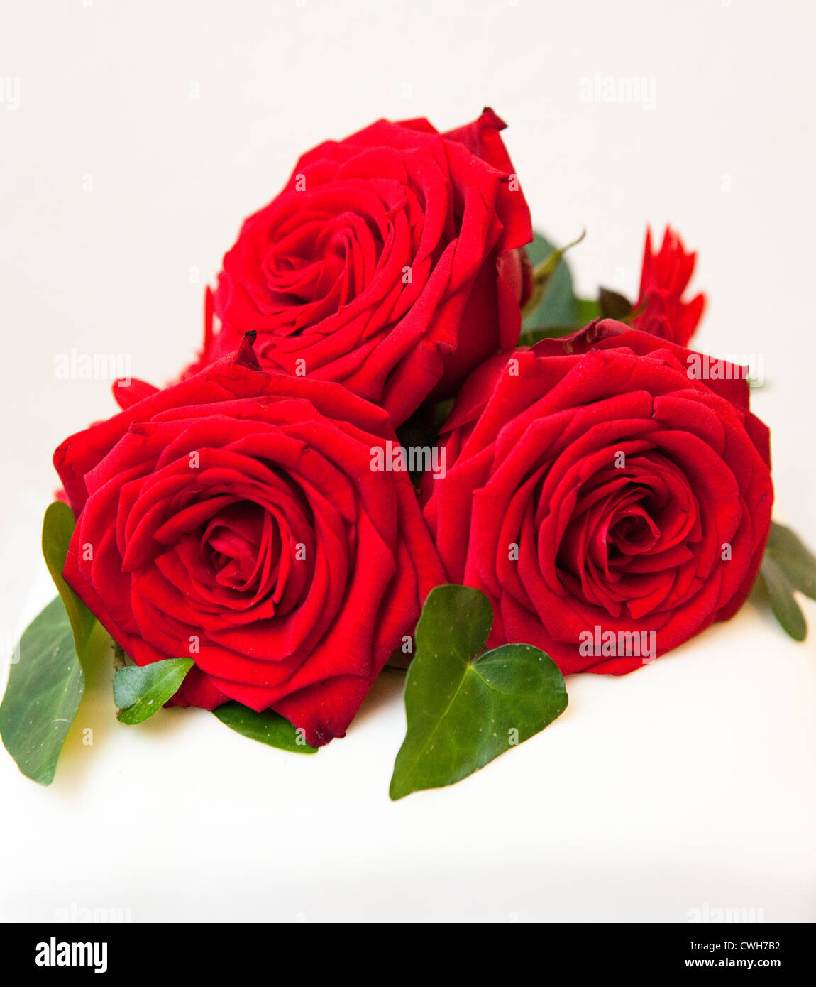 Roses are red Stock Photo - Alamy