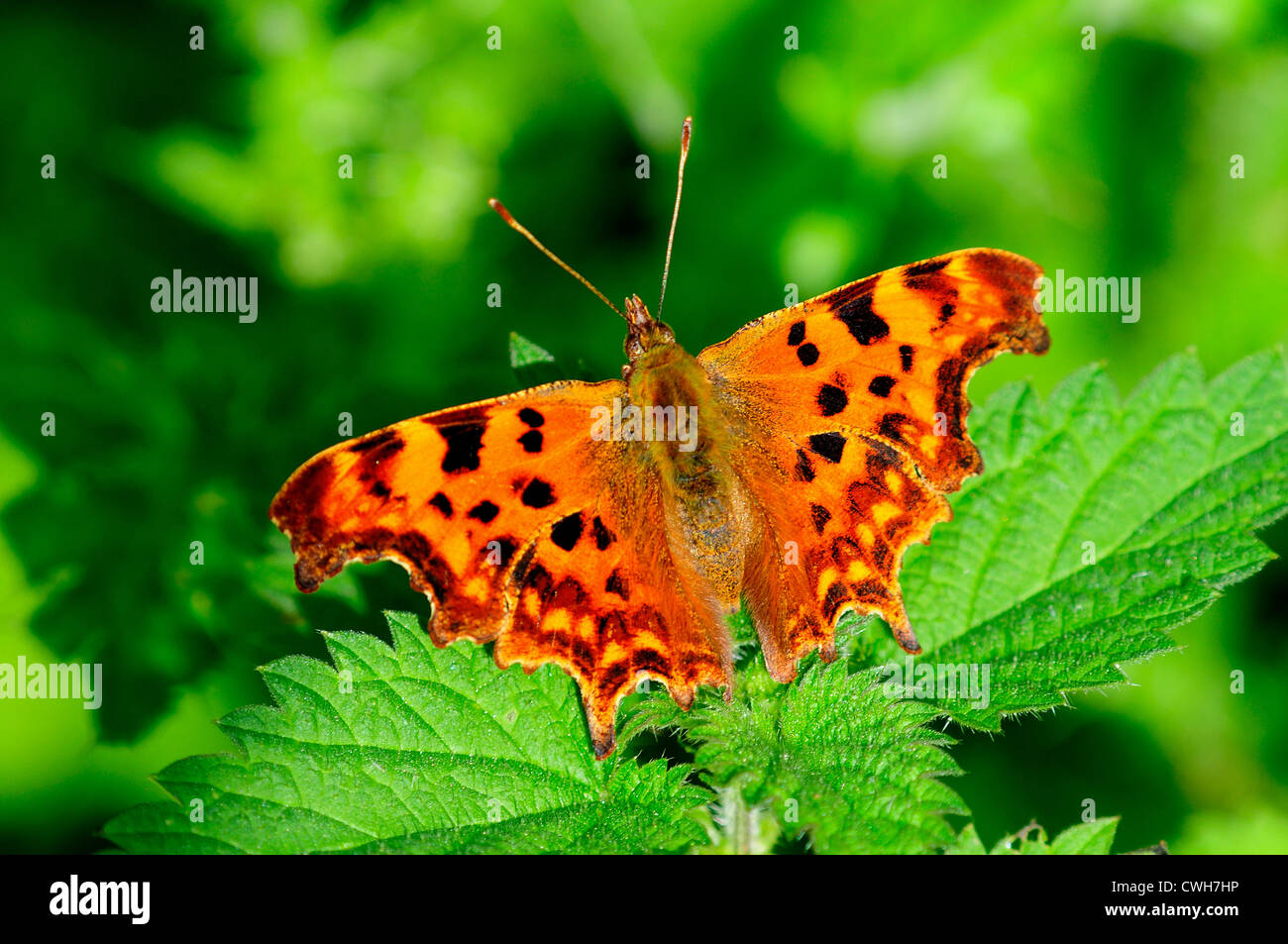 comma butterfly Stock Photo
