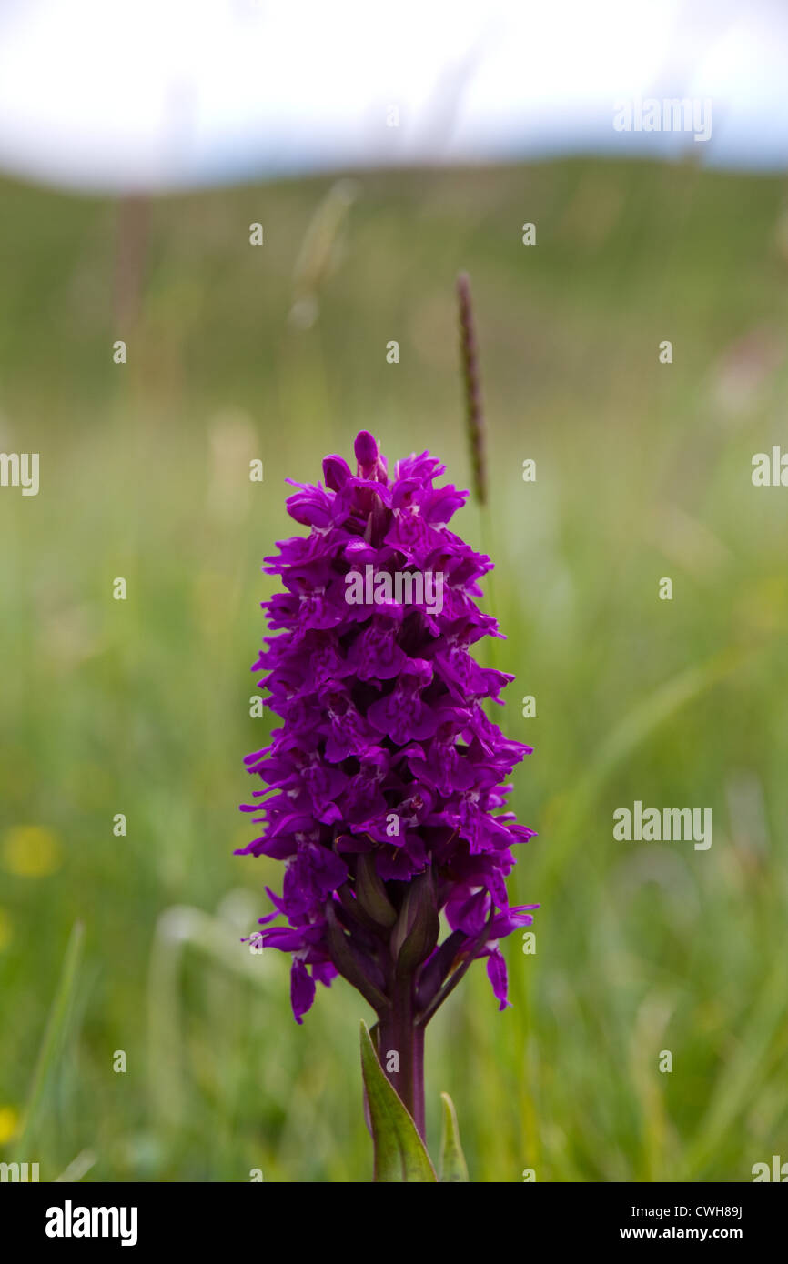 Western marsh orchid (Dactylorhiza majalis) flowering on the machair on Sanday, Isle of Canna, Scotland Stock Photo
