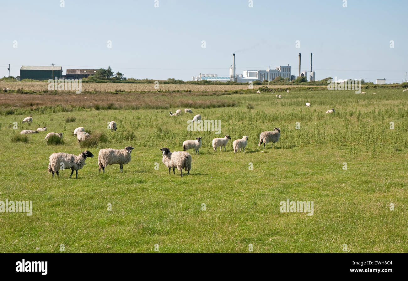 Davidstow cheese hires stock photography and images Alamy