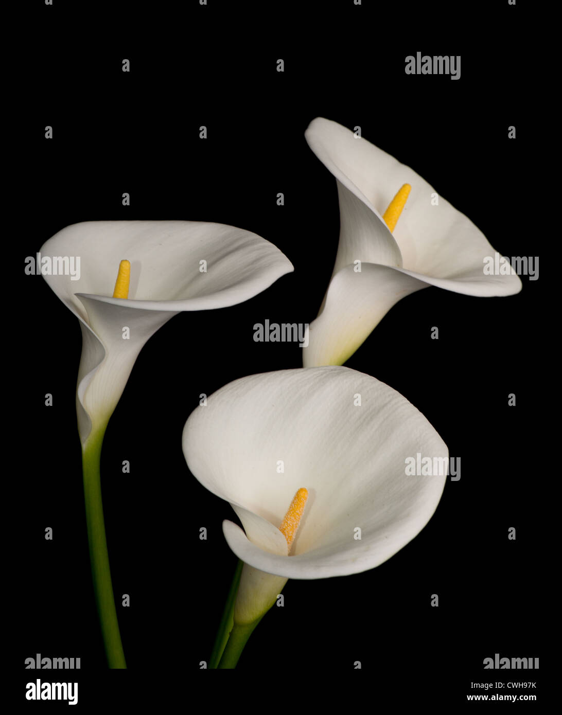 Three white calla lilies isolated on black background Stock Photo