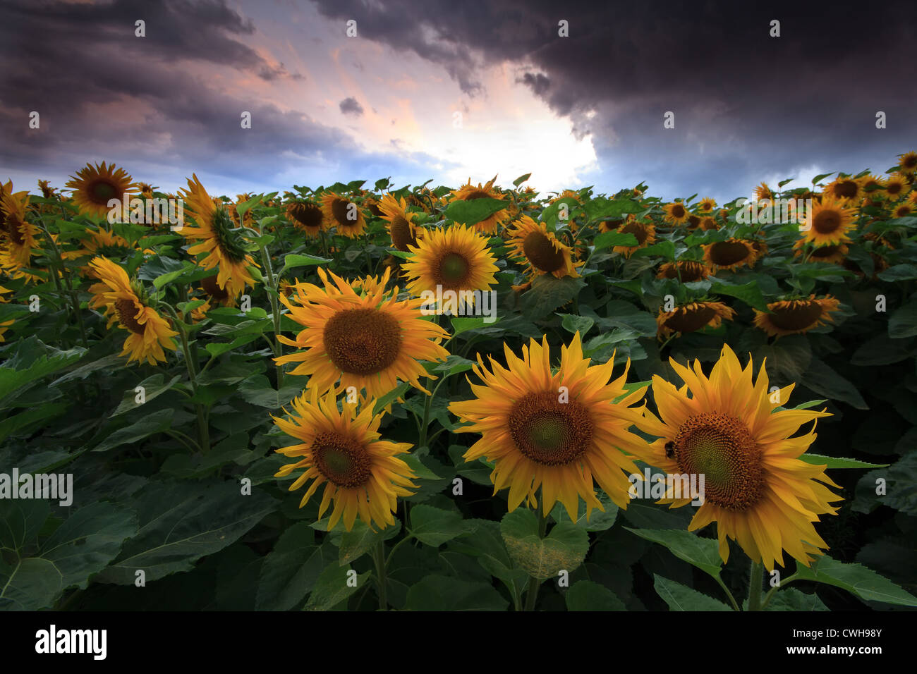A field of sunflowers under a stormy sky Stock Photo - Alamy
