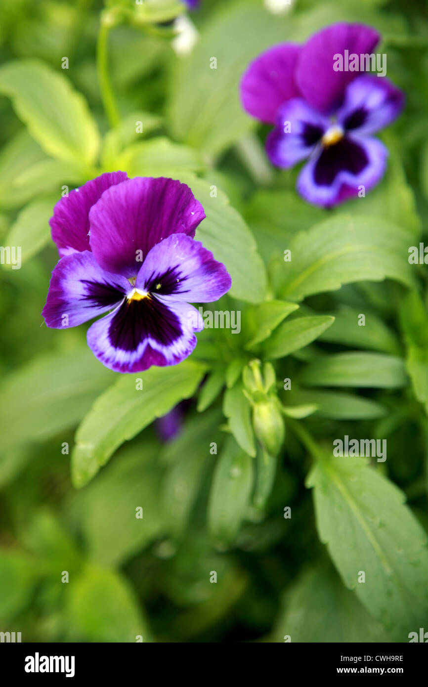 Colorful viola in summer garden Stock Photo