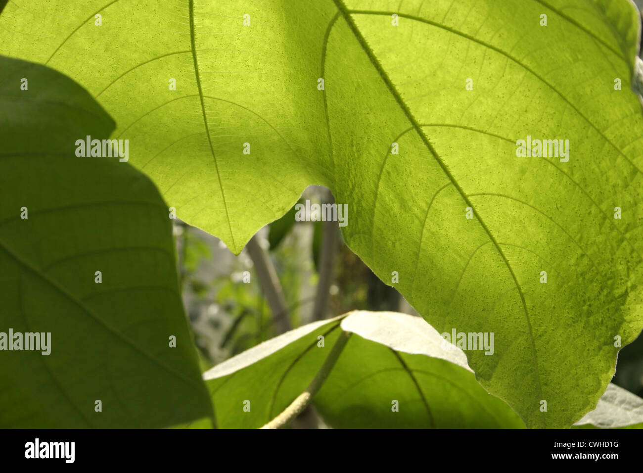 Osnabrueck Tropengewaechshaus leaves in the Botanic Gardens Stock Photo ...