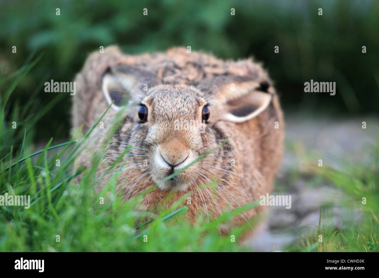 Crouching hares hi-res stock photography and images - Alamy
