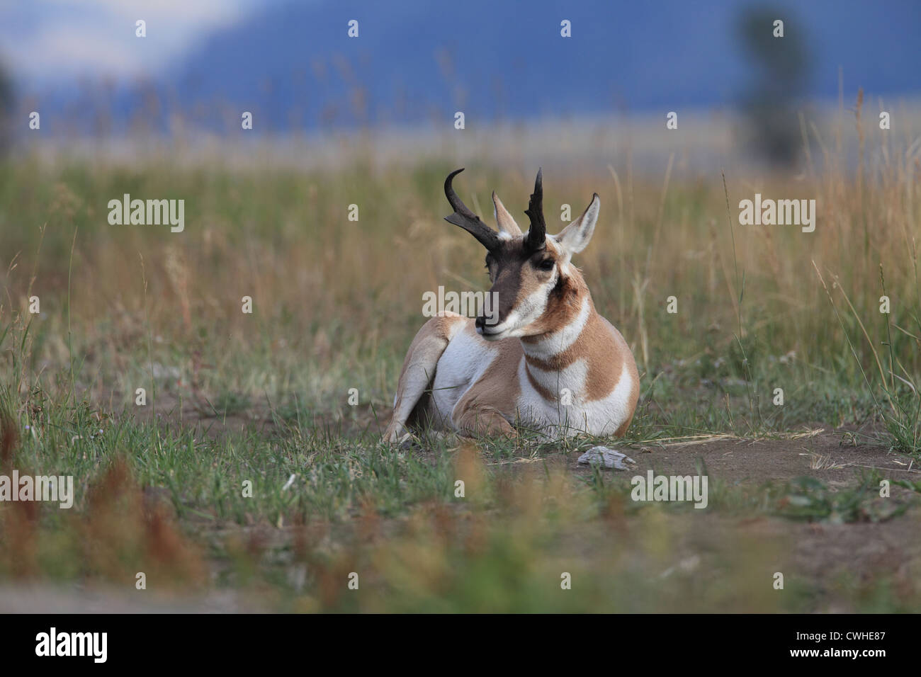 pronghorn antelope Stock Photo